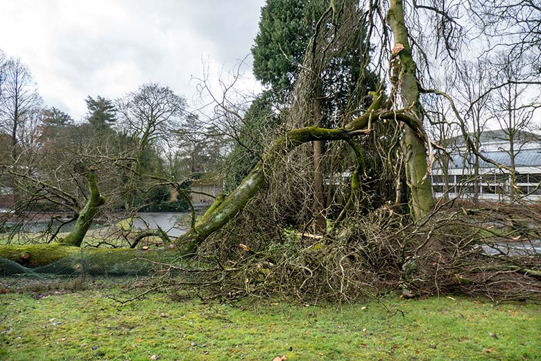 Durch die entwurzelte Pappel beschädigte Hänge-Buche am 7. Januar 2025 in der Nähe des Besucherweges zwischen Aralandia und Zoo-Direktion im Zoo Wuppertal