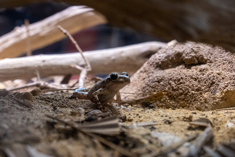 Mallorca-Geburtshelferkröte am 18. Oktober 2024 in einem Schaugehege im Terrarium im Wuppertaler Zoo