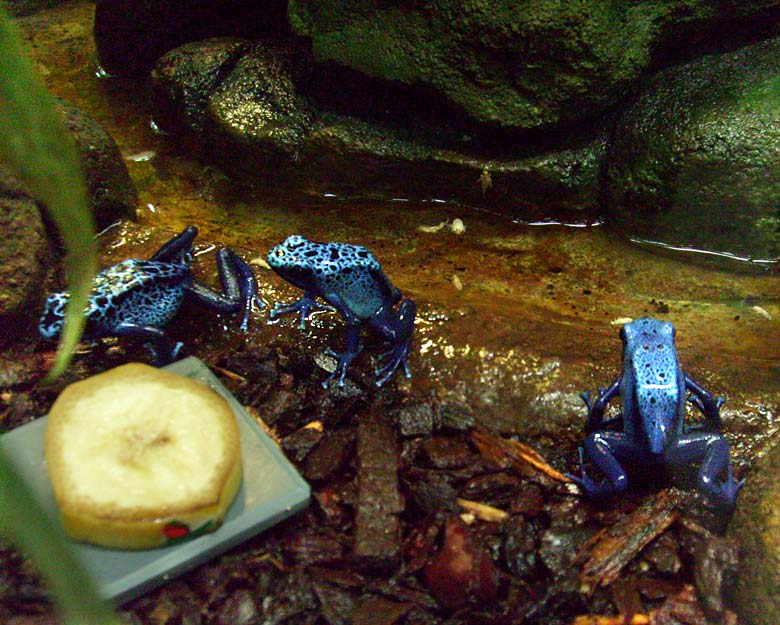Blaue Pfeilgiftfrösche im Zoologischen Garten Wuppertal im Mai 2008