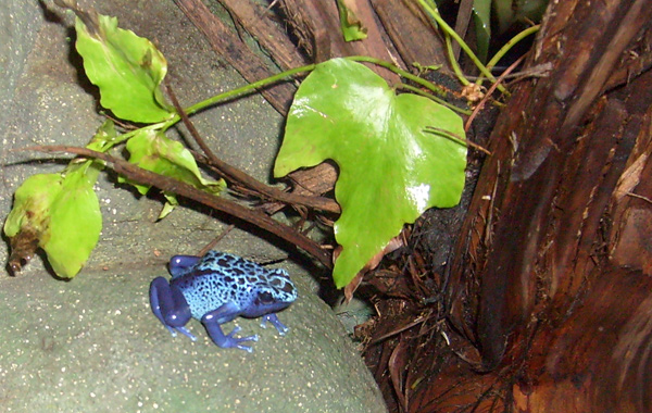 Blauer Pfeilgiftfrosch im Wuppertaler Zoo im Januar 2009