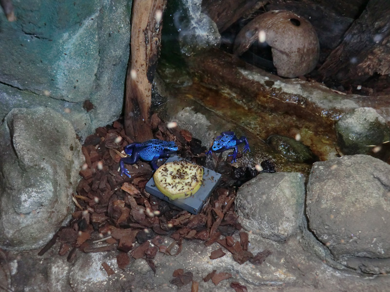 Blaue Pfeilgiftfrösche im Zoo Wuppertal am 3. Februar 2012