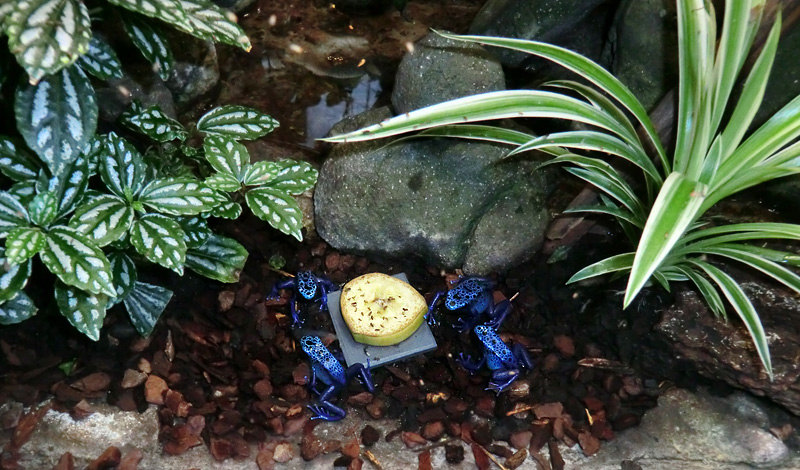 Blaue Pfeilgiftfrösche im Wuppertaler Zoo am 3. Februar 2012