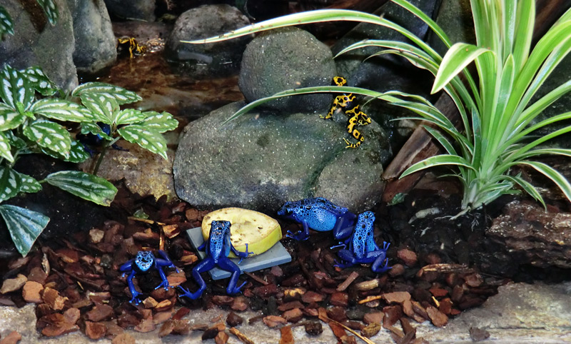 Blaue Pfeilgiftfrösche im Zoologischen Garten Wuppertal am 3. Februar 2012