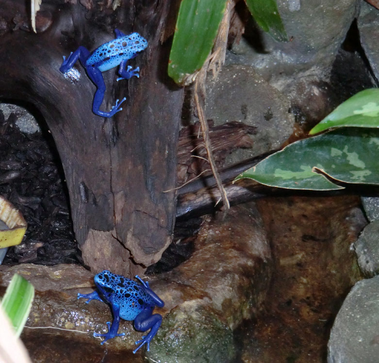 Blaue Pfeilgiftfrösche im Zoologischen Garten Wuppertal am 14. Dezember 2013