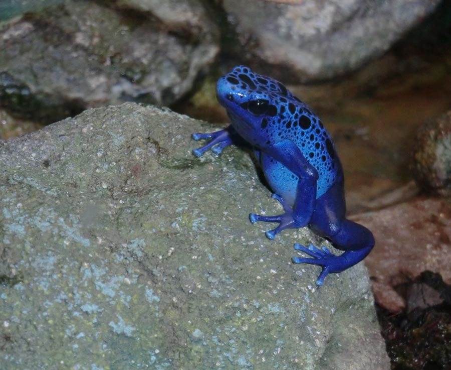 Blauer Pfeilgiftfrosch im Zoologischen Garten Wuppertal im April 2014