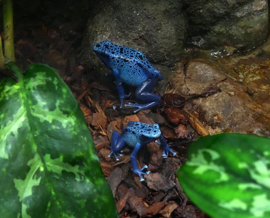 Blaue Pfeilgiftfrösche im Zoologischen Garten Wuppertal im November 2014
