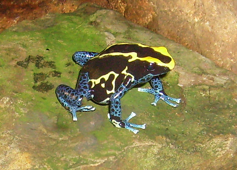 Färberfrosch im Zoologischen Garten Wuppertal im November 2008