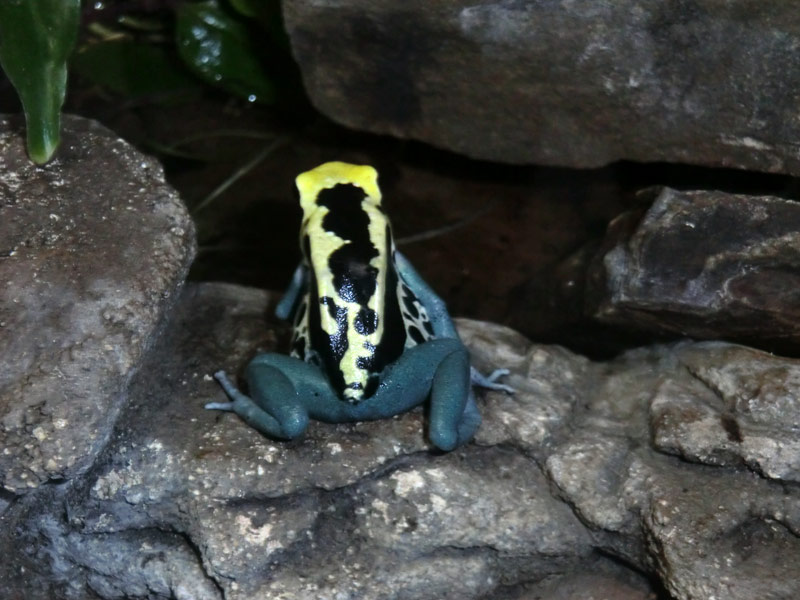 Färberfrosch Patricia im Zoo Wuppertal im Januar 2014