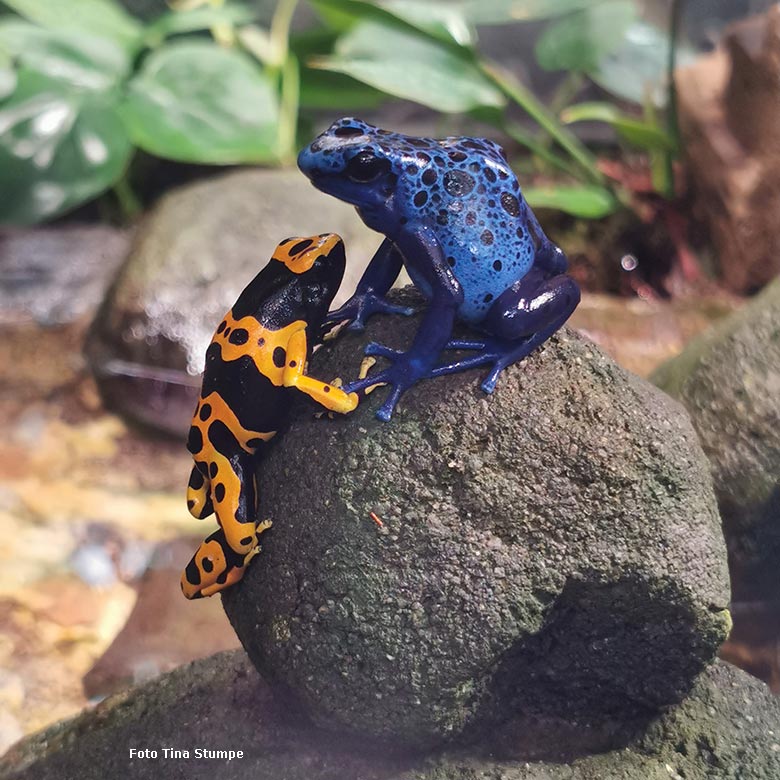 Gelbgebänderter Baumsteiger und Blauer Pfeilgiftfrosch am 18. August 2024 in einem Schaugehege im Terrarium im Grünen Zoo Wuppertal (Foto Tina Stumpe)