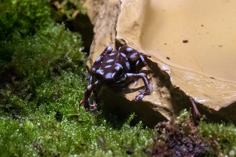 Maranon-Baumsteigerfrosch am 20. November 2024 in einem Schaugehege im Terrarium im Grünen Zoo Wuppertal