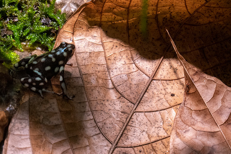 Maranon-Baumsteigerfrosch am 5. Dezember 2024 in einem Schaugehege im Terrarium im Grünen Zoo Wuppertal