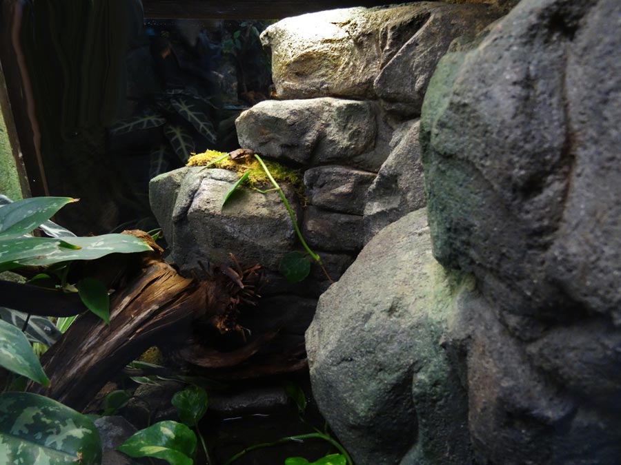 Siamesischer Braunfrosch im Wuppertaler Zoo im Februar 2016