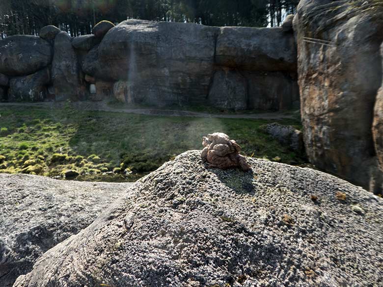Erdkröten-Paar am 30. März 2019 auf dem Kunstfelsen am Besucherweg unterhalb der Löwen-Savanne im Grünen Zoo Wuppertal