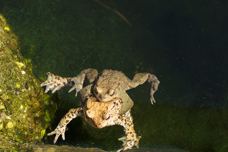 Erdkröten-Paar im Wasser am 31. März 2021 im Grünen Zoo Wuppertal