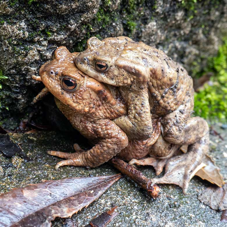 Die kleinere männliche Erdkröte umlammerte die größere weibliche Erdkröte am 23. März 2025 am Besucherweg unterhalb der Löwen-Savanne im Zoo Wuppertal
