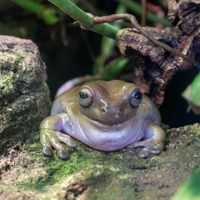 Korallenfingerlaubfrosch am 3. Oktober 2024 in einem Schaugehege im Terrarium im Grünen Zoo Wuppertal