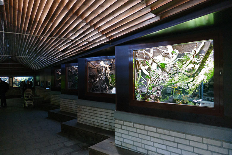 Schau-Terrarium für Blaubeinige Buntfröschchen (rechts vorn) am 5. Oktober 2022 auf der rechten Seite im Aquarium im Zoo Wuppertal