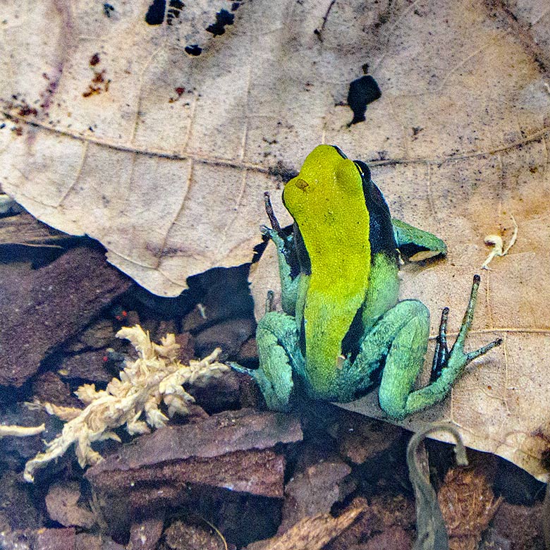 Grünes Buntfröschchen am 18. Februar 2022 in der Nachzuchtstation für Amphibien und Reptilien im Zoo Wuppertal