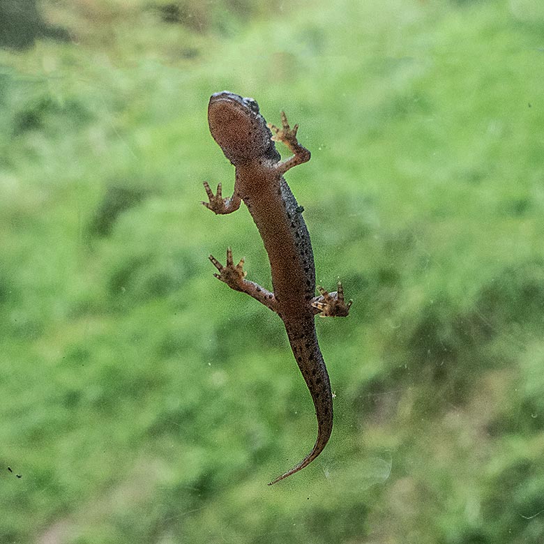 Bergmolch am Fenster zur Löwen-Savanne am 1. Oktober 2024  im Wuppertaler Zoo