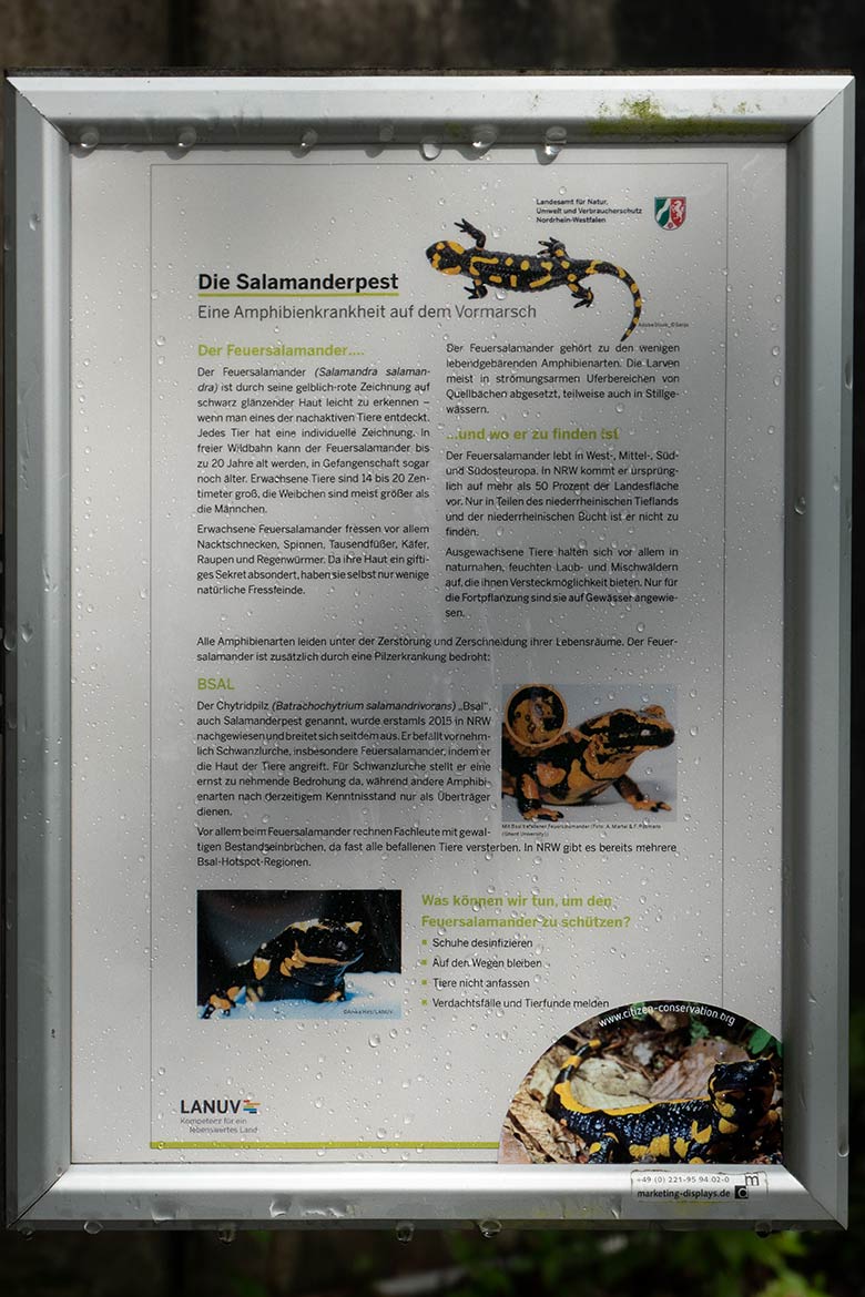 Information zur Salamanderpest an der Anlage für Feuersalamander am 26. Mai 2024 neben der Anlage für den Schneeleopard im Grünen Zoo Wuppertal