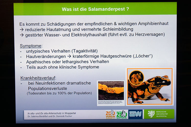 Information zur Salamanderpest am 14. Oktober 2024 auf einem Flachbildschirm im Terrarium im Wuppertaler Zoo