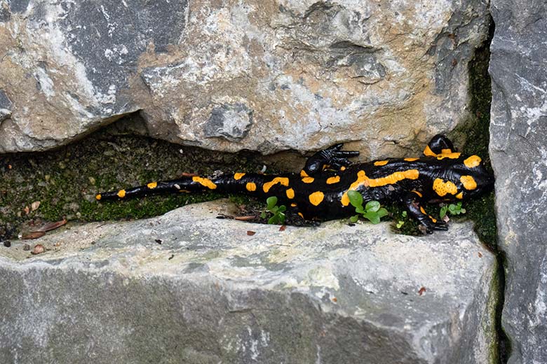 Feuersalamander am 20. Oktober 2024 in der Anlage links neben der Anlage für den Schneeleopard im Grünen Zoo Wuppertal