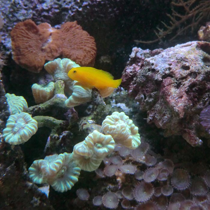 Gelbe Korallengrundel im Wuppertaler Zoo im August 2014