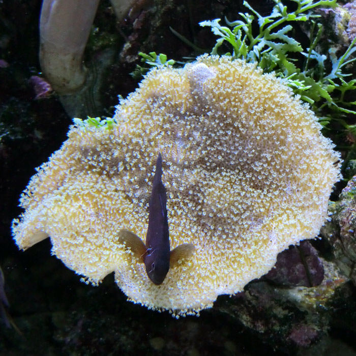 Zitronen-Korallengrundel im Wuppertaler Zoo im Januar 2013