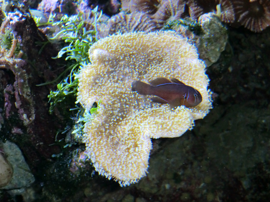Zitronen-Korallengrundel im Zoologischen Garten Wuppertal im Januar 2013