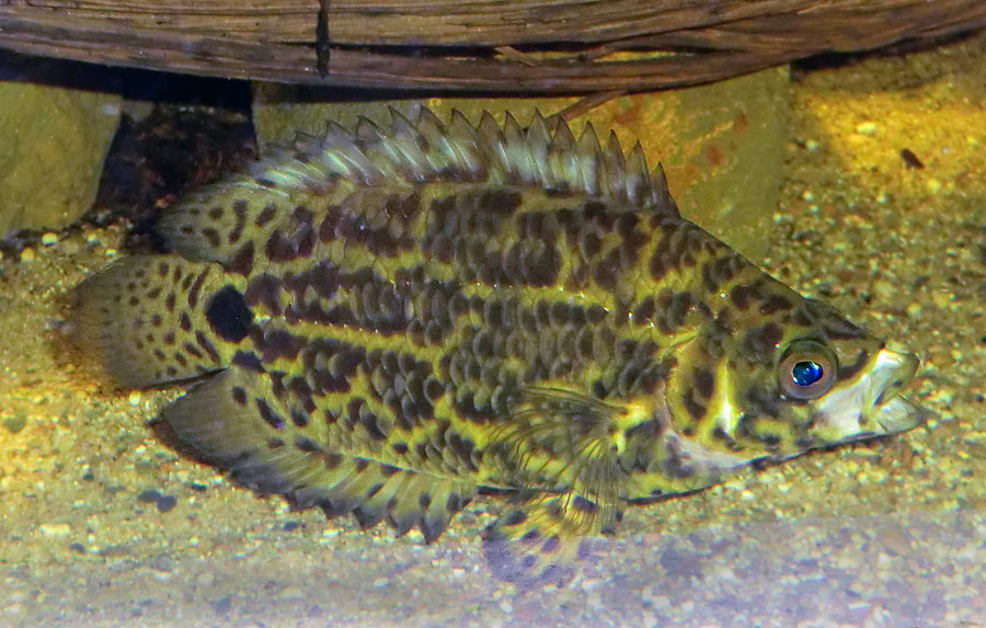 Leopard-Buschfisch im Zoologischen Garten Wuppertal am 7. Dezember 2013