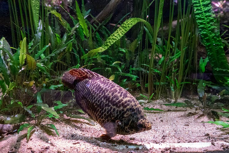 Leopard-Buschfisch am 25. Januar 2025 in einem Schaubecken im Aquarium im Grünen Zoo Wuppertal