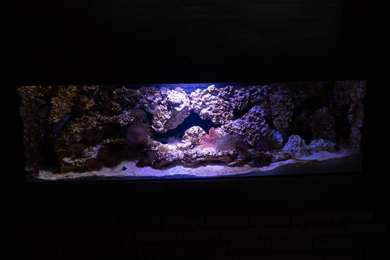 Schaubecken Korallen-Riff mit Orangeringelfischen am 25. Mai 2024 im Aquarium im Zoologischen Garten Wuppertal