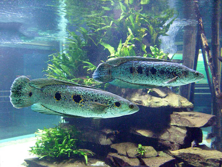 Gefleckte Schlangenkopffische im Zoologischen Garten Wuppertal im April 2008