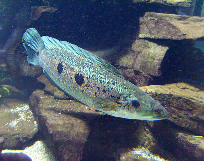 Gefleckter Schlangenkopffisch im Wuppertaler Zoo im April 2008