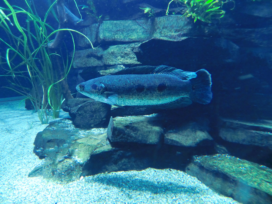 Gefleckter Schlangenkopffisch im Wuppertaler Zoo am 16. Februar 2012