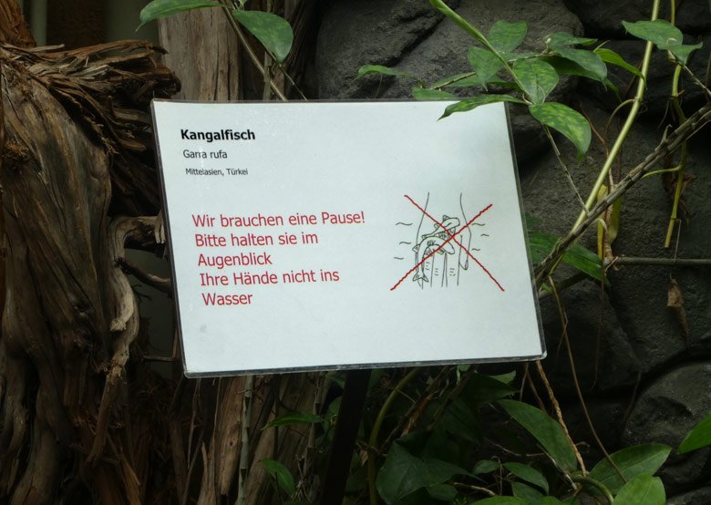 Informationsschild am Becken der Kangalfische am 7. April 2018 im Aquarium Wuppertaler Zoo