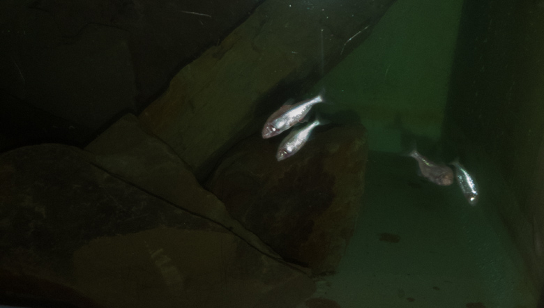 Blinde Höhlensalmler am 2. Februar 2019 im Aquarium im Wuppertaler Zoo
