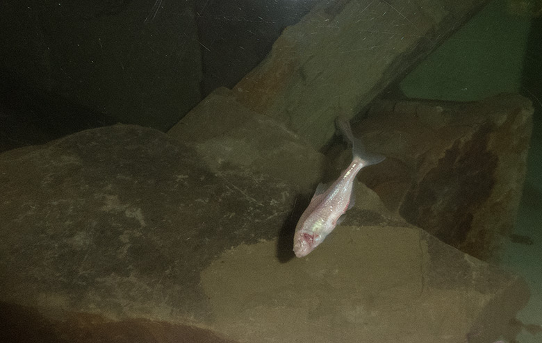 Blinder Höhlensalmler am 2. Februar 2019 im Aquarium im Grünen Zoo Wuppertal