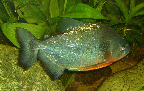 Piranha im Wuppertaler Zoo im Januar 2009