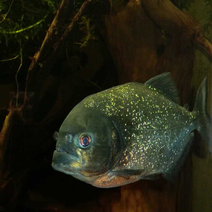 Piranha im Wuppertaler Zoo im November 2012