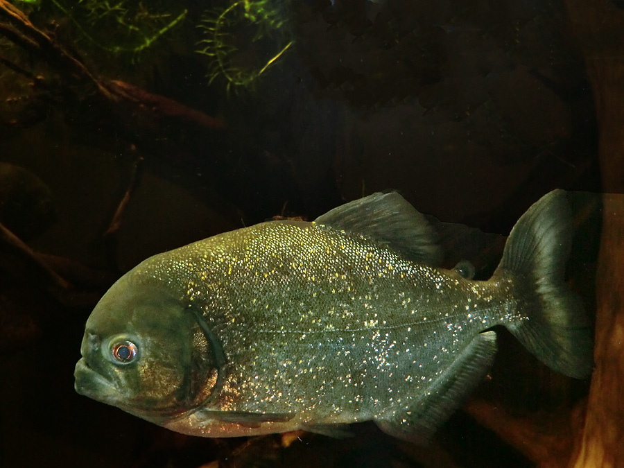 Piranha im Wuppertaler Zoo im November 2012