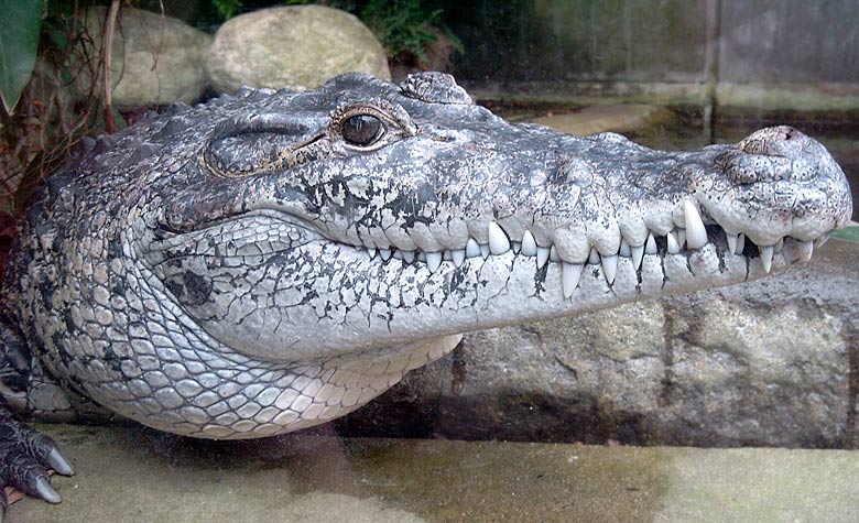 Neuguinea-Krokodil im Zoo Wuppertal im Juni 2003