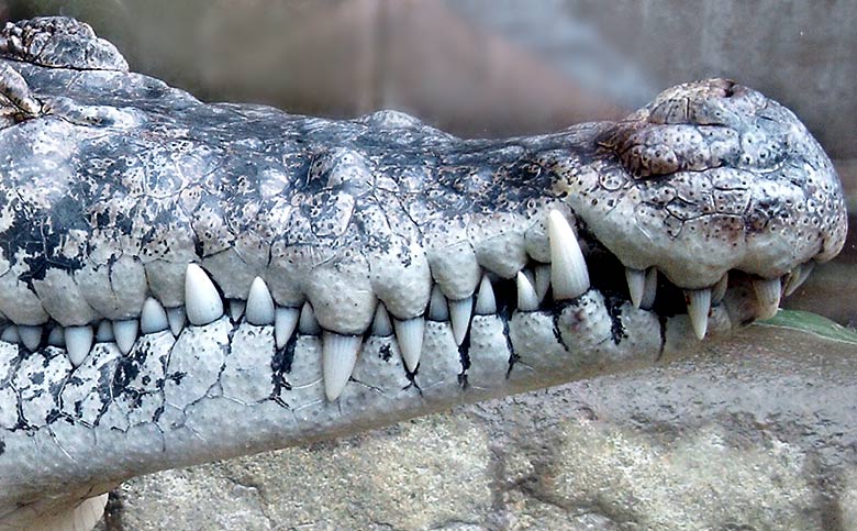 Krokodil-Zähne im Wuppertaler Zoo im Juni 2003
