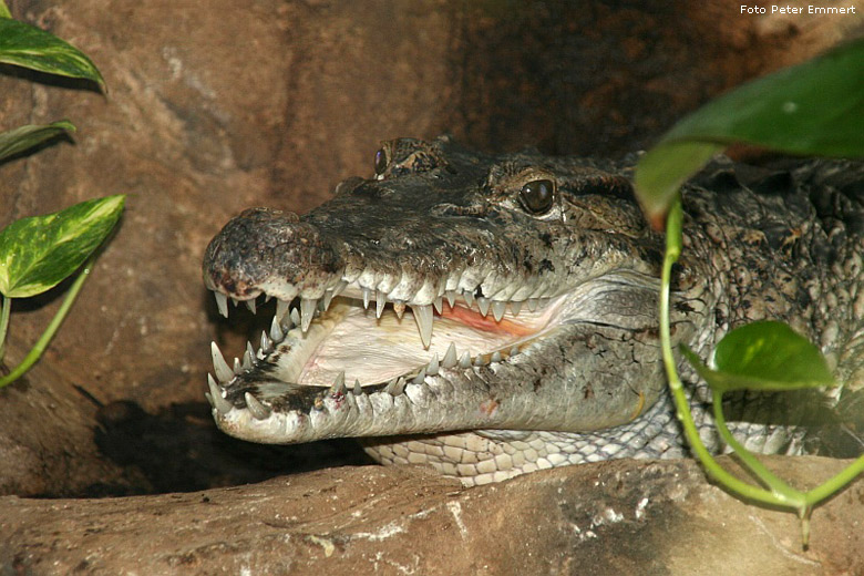 Neuguinea-Krokodil im Wuppertaler Zoo im August 2005 (Foto Peter Emmert)