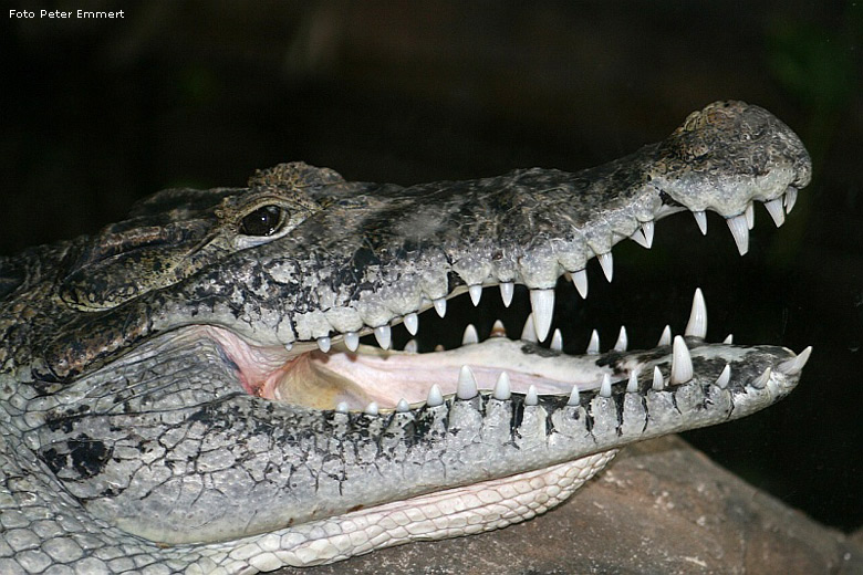 Neuguinea-Krokodil im Zoo Wuppertal im Juli 2007 (Foto Peter Emmert)