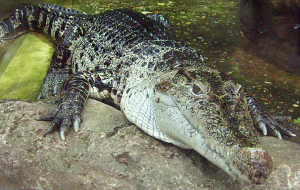 Neuguinea-Krokodil im Wuppertaler Zoo im April 2008