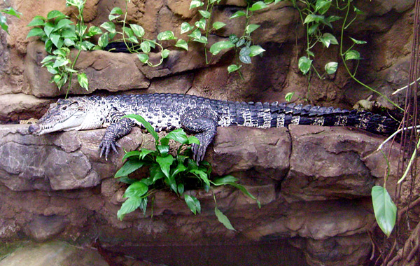 Neuguinea-Krokodil im Wuppertaler Zoo im Oktober 2008