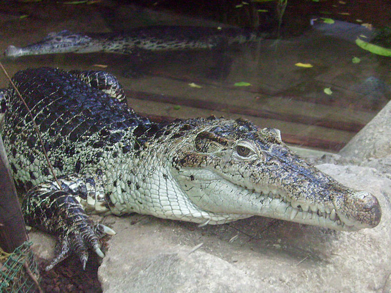 Neuguinea-Krokodil im Zoologischen Garten Wuppertal im Januar 2009