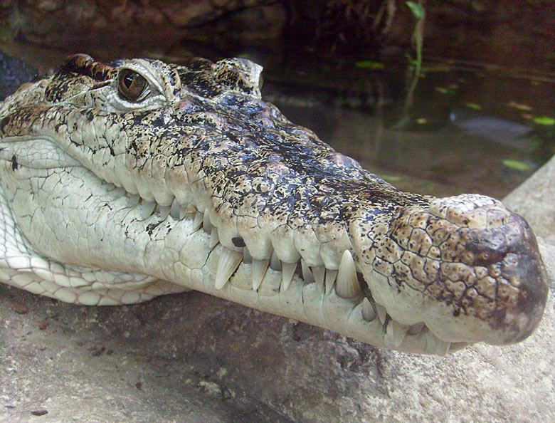 Neuguinea-Krokodil im Zoo Wuppertal im Januar 2009