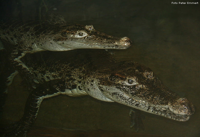 Neuguinea-Krokodile im Zoo Wuppertal im Februar 2009 (Foto Peter Emmert)